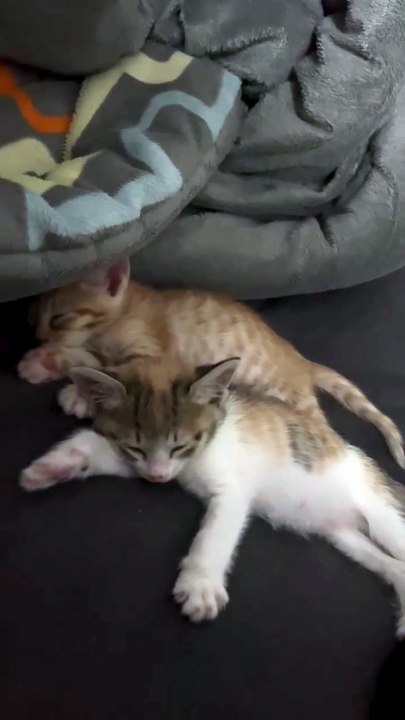 These Two Kittens Fell Asleep Together 🥺❤️