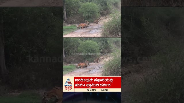 ವೀಕೆಂಡ್ ಸಫಾರಿ, ಮರಿಗಳ ಜೊತೆಗೆ ಹುಲಿ‌ ದರ್ಶನ | #bandipura #safari #tigersighting #wildlife #suvarnanews