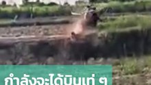 จะบินพารามอเตอร์เท่ ๆ สักหน่อย แต่โดนสกัดดาวรุ่นอย่างไว