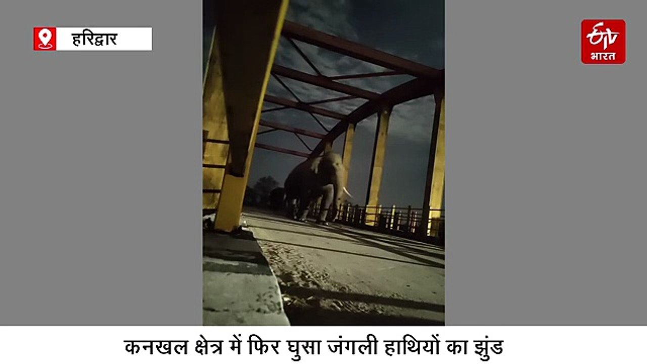 कनखल क्षेत्र में फिर घुसा जंगली हाथियों का झुंड, लोगों में अफरा तफरी, वायरल हुआ वीडियो