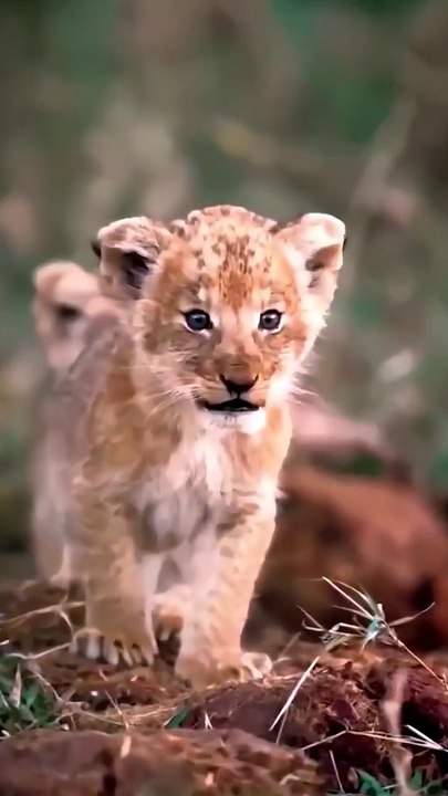 Ultimate Predator Instinct Battle 🏆