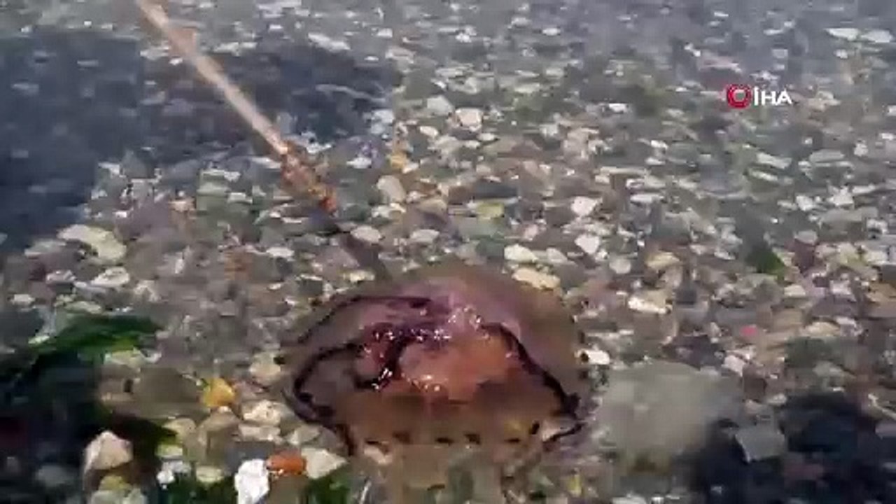 Denizde dikkat çeken canlı! Uzmanlar uyardı: Denizde görürseniz dokunmayın