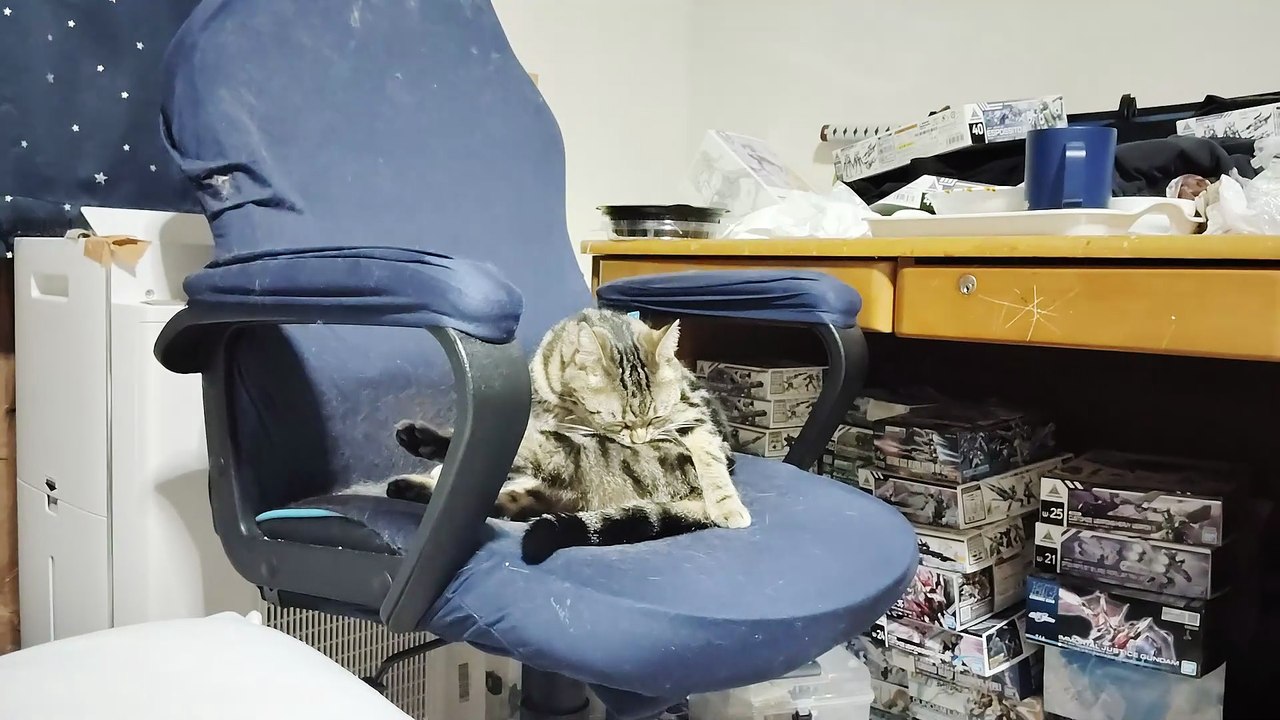 毛繕いするミア9