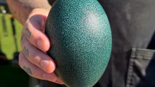 How to open an Emu egg, similar to an Ostrich Egg