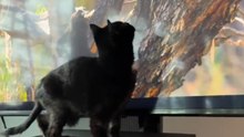 Cat gets carried away by birds on TV and takes a fall