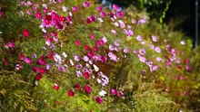 Cosmos Flowers in the Garden