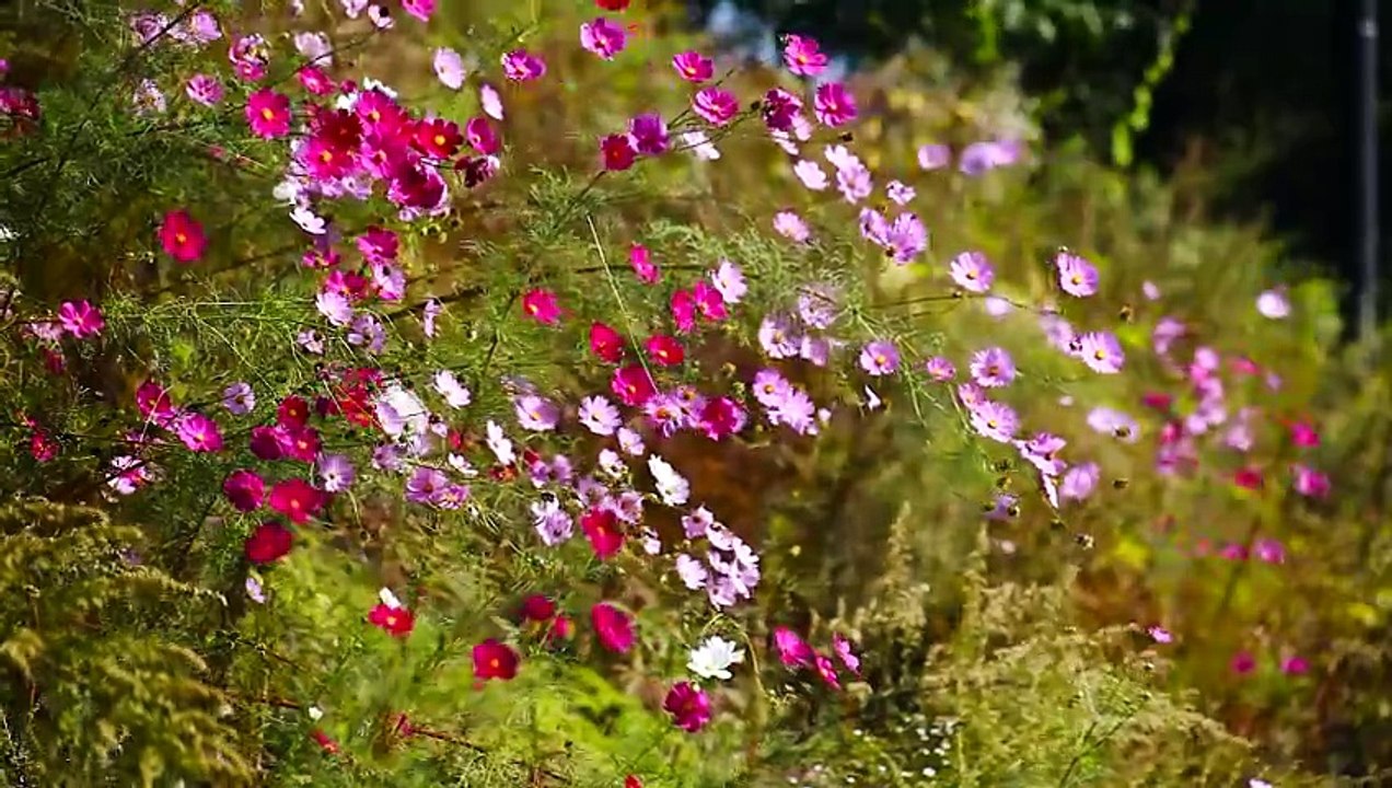 Cosmos Flowers in the Garden