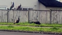 Beautiful peacocks