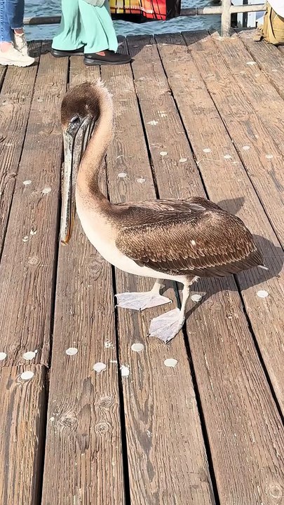 Brown pelicans