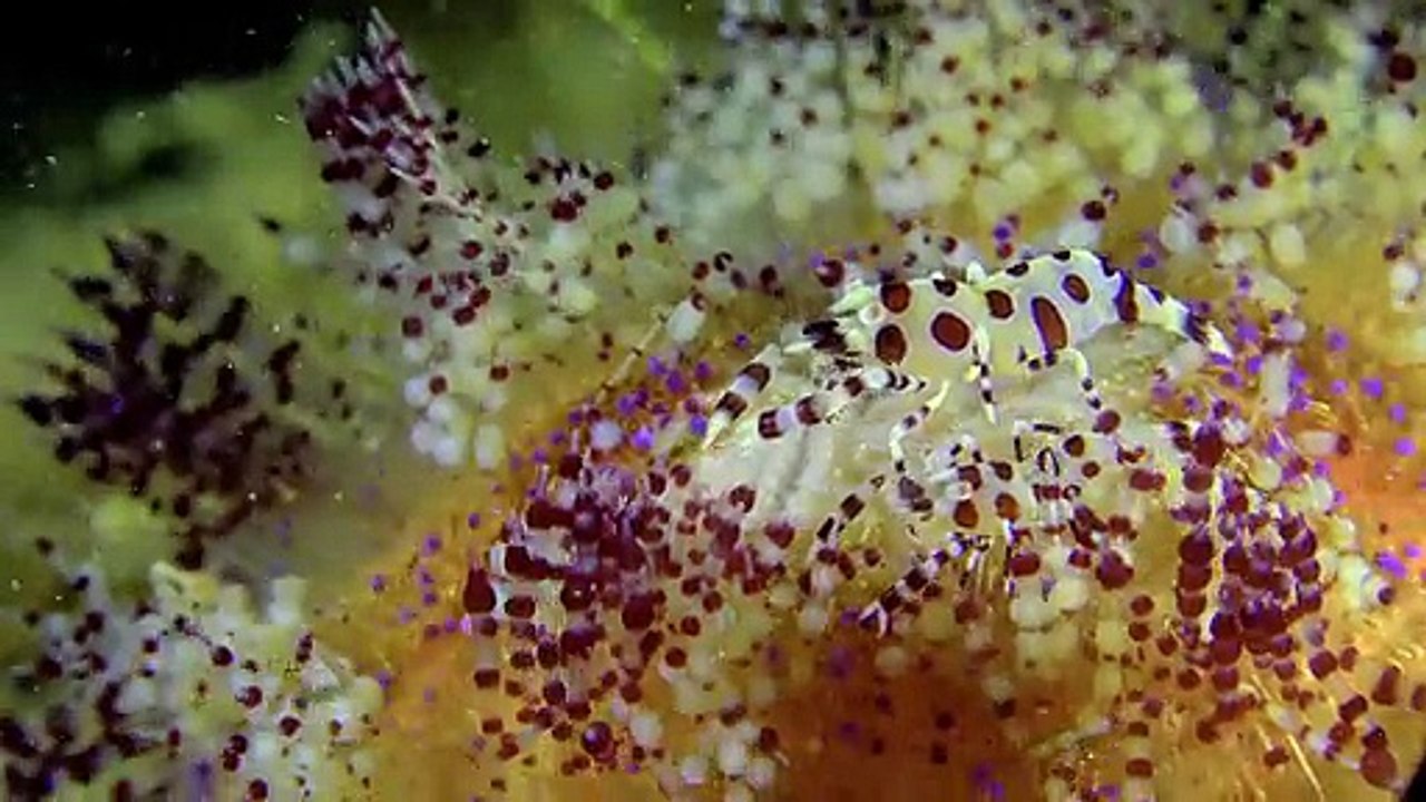 Underwater Wonders OLED Demo HDR 8K Ultra HD Dolby Vision™ 60fps