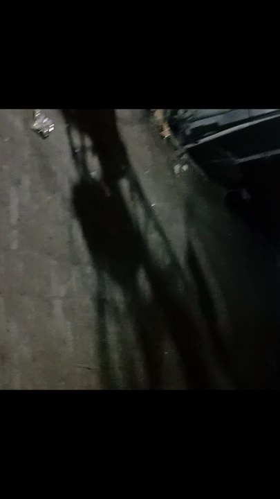 Talk with Dog
