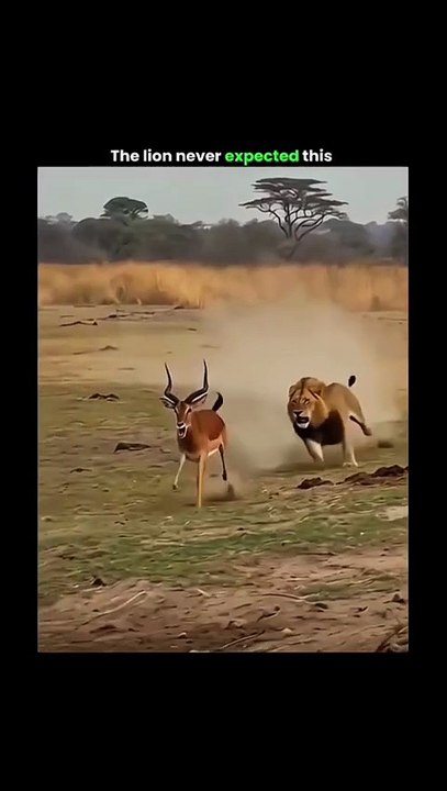Lion Thought It Was an Easy Hunt… Then THIS Happened