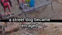 a street dog became enraged