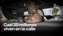 4 de abril Día Internacional de los Animales en Situación de Calle