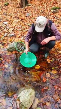 Gold Panning Prospecting in a river bed