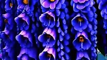 Beautiful flowers Germany