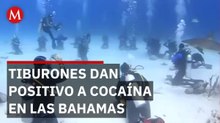 Científicos detectan cocaína y cafeína en tiburones de las Bahamas