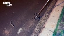 Jararaca é encontrada morta em rua do bairro Cancelli, em Cascavel
