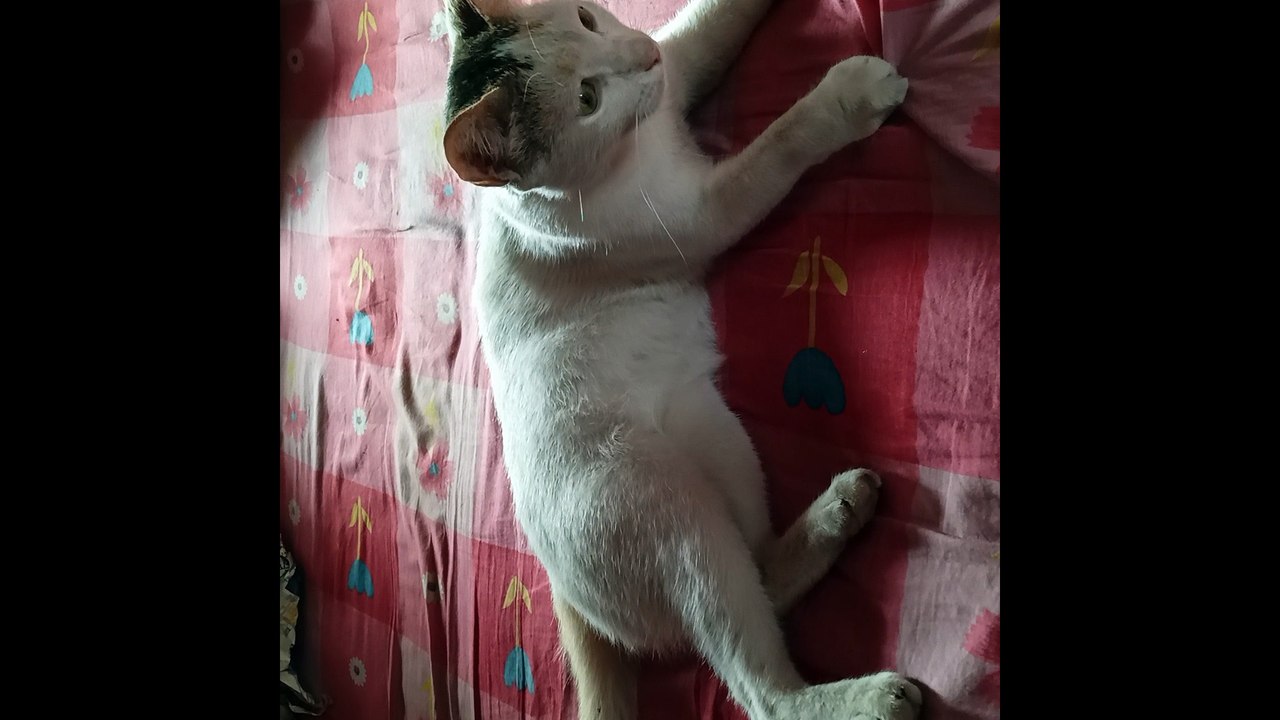 Sweet cat