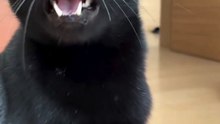 Why Is This Black Cat Meowing at the Sky? 😳