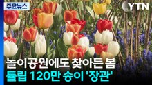 놀이공원에도 찾아든 봄...튤립 120만 송이 '장관' / YTN