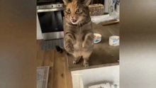 Funniest cat videos #5 #Cat #Animals