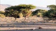 Tanzanie (girafes)