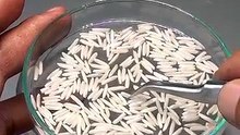 Growing Rice Under Water Time Lapse