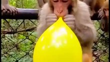 The Monkey’s Balloon 🎈🐒  Funny Monkey Moment