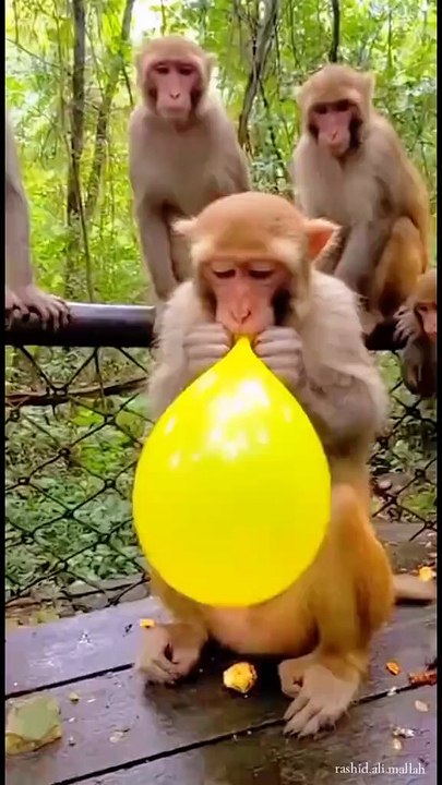 The Monkey’s Balloon 🎈🐒  Funny Monkey Moment