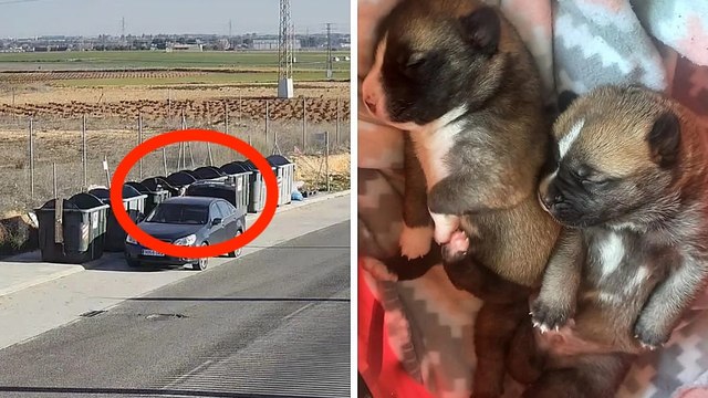Sdegno ad Albacete, cuccioli gettati nei rifiuti: salvati in extremis, due uomini identificati