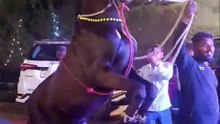 असली घोड़े की डांस // The dance of a real horse