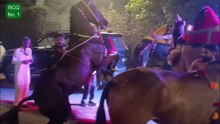 डीजे के रीमिक्स सॉन्ग पर घोड़ा और ऊंट की डांस // A horse and a camel dancing to a DJ remix song