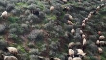 Life on the Hills: The Amazing Sheep Herd