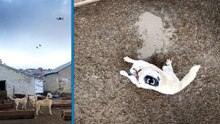Çoban köpeklerinin drona tepkisi kamerada