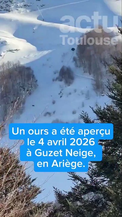 Un ours dans une station de ski des Pyrénées
