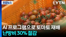 [청년농부] AI 프로그램으로 토마토 재배...난방비 30% 절감 / YTN