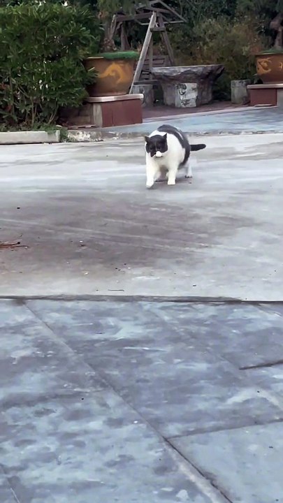 Cat Staring Contest Gone Wrong