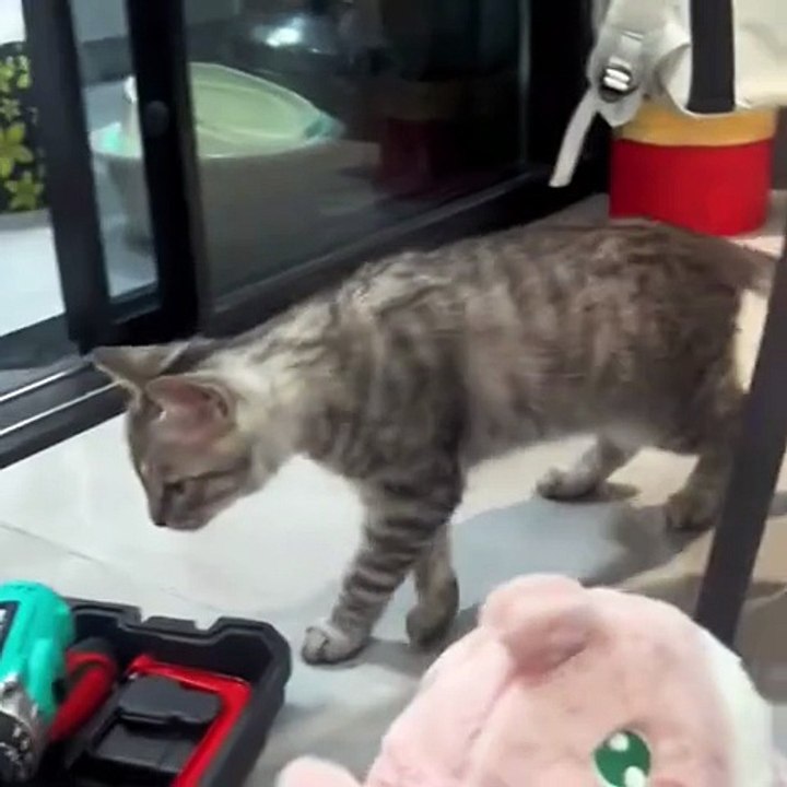 Mischievous Cat Caught Red Handed