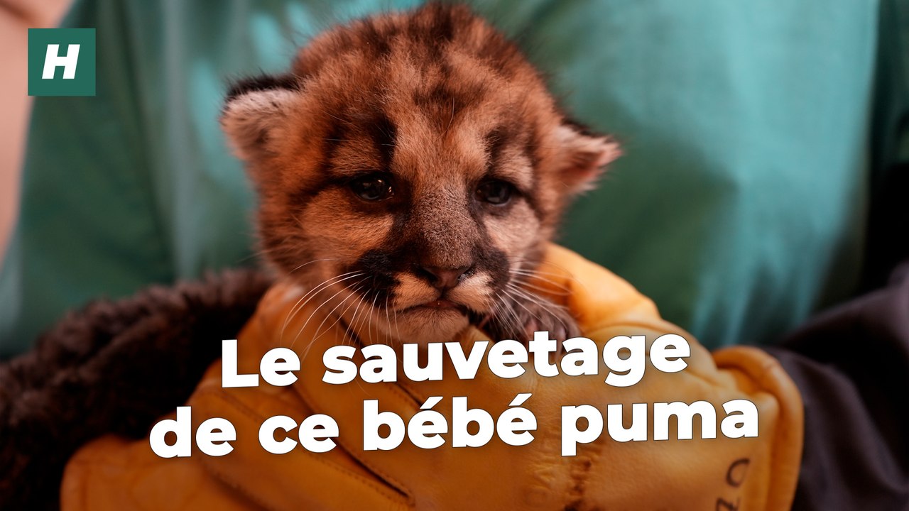 Orphelin, nourri au biberon… L’incroyable sauvetage de ce bébé puma par des biologistes californiens