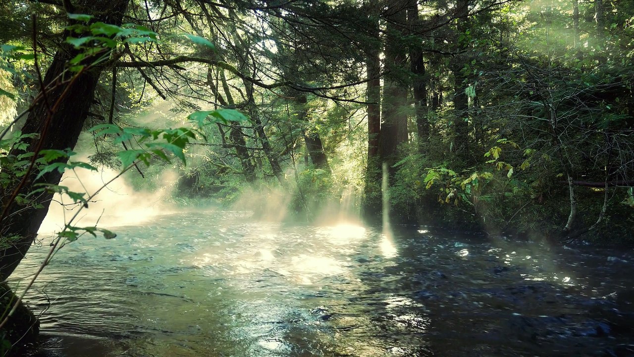 Forest, Nature, And Moss