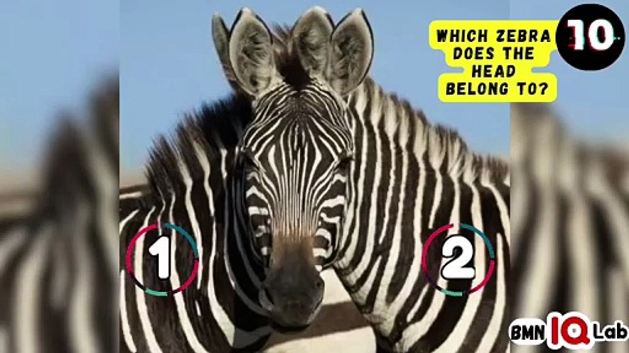 #OopsWrongAgain ❌️😒 Which Zebra Does the Head Belong To? 🦓
