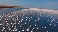 Video News: कच्छ में ‘गुलाबी सैलाब’, हजारों फ्लेमिंगो डाला डेरा