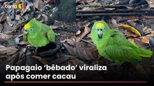 Papagaio bêbado? Vídeo de ave 'tonta' após comer cacau fermentado viraliza