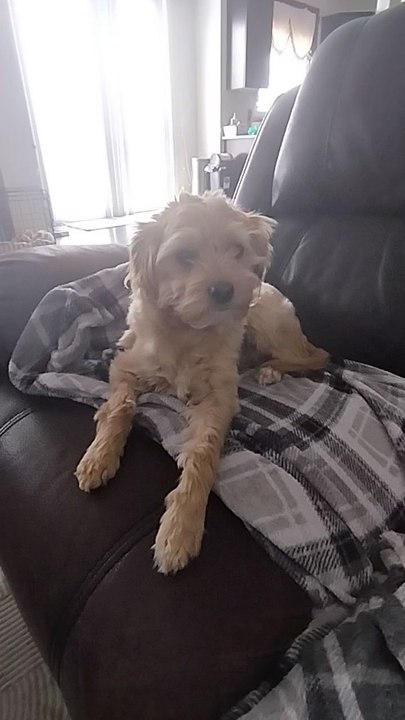 suggest my dog 🐶 name