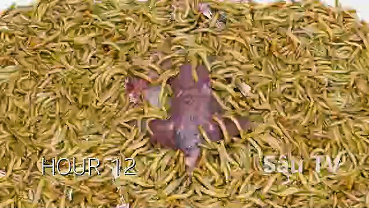 "5000 Worms Eating Meat ALIVE! 😱 Mind-Blowing Time Lapse!"