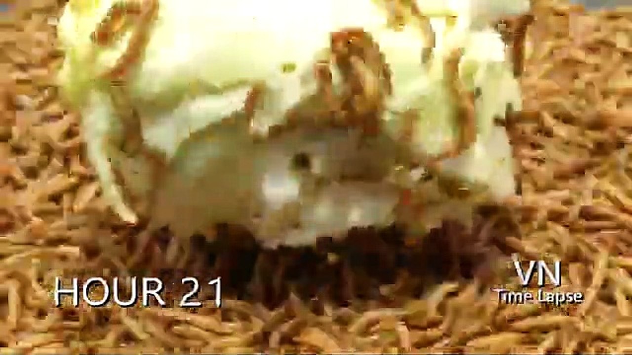 10,000 Worms Eating Meat ALIVE! 😱 Mind-Blowing Time Lapse!