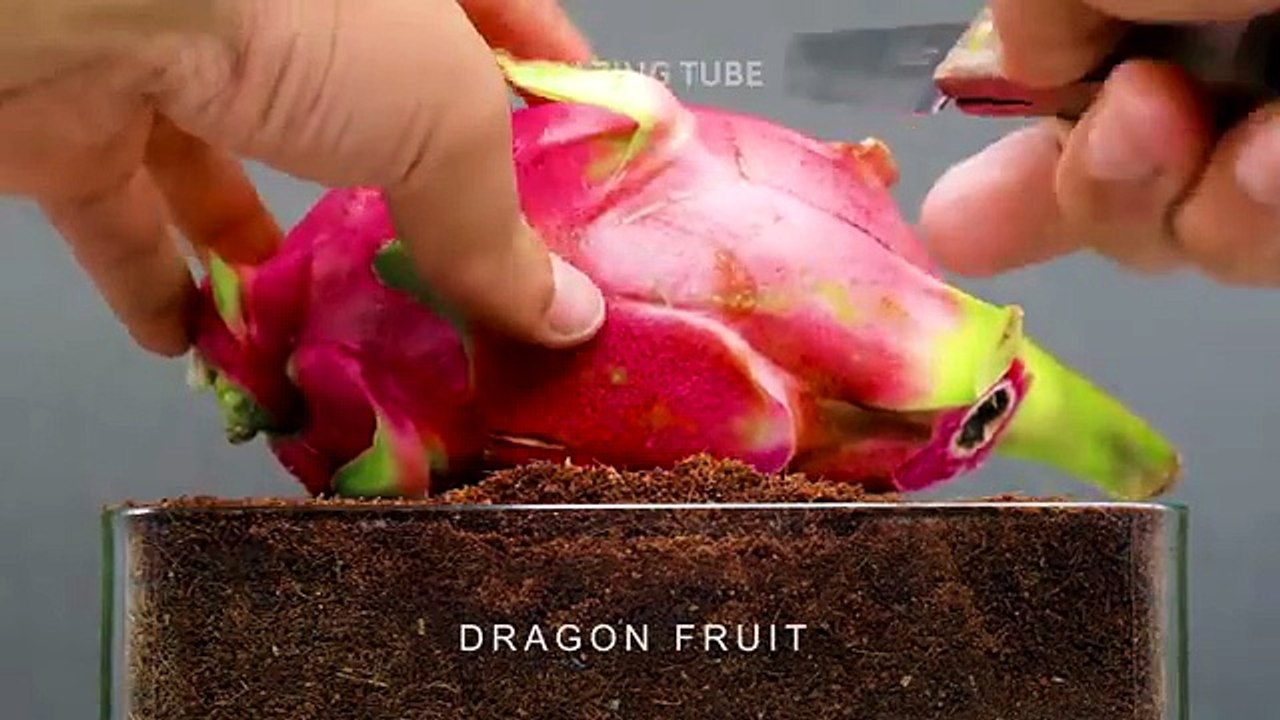 Top Plants Time Lapse From the Past Two Years In 23 Minutes(360p)