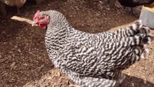 Have you seen a Dominique chicken?  I have two, but one of them is up to something.