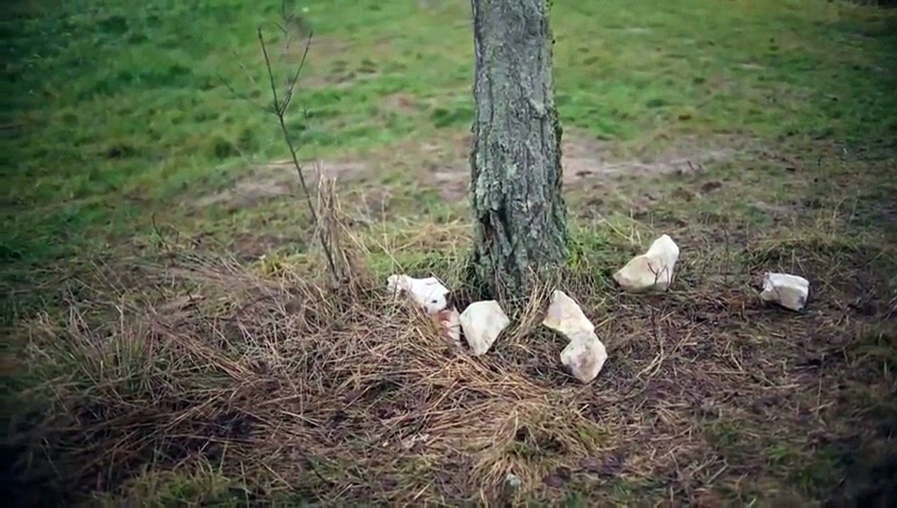 Divlje PčEle Sezona 1 Epizoda 70 Gledaj Online Seriju